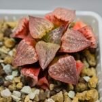 Haworthia Seedling Picta Zebra VDV 056 S08 - 9