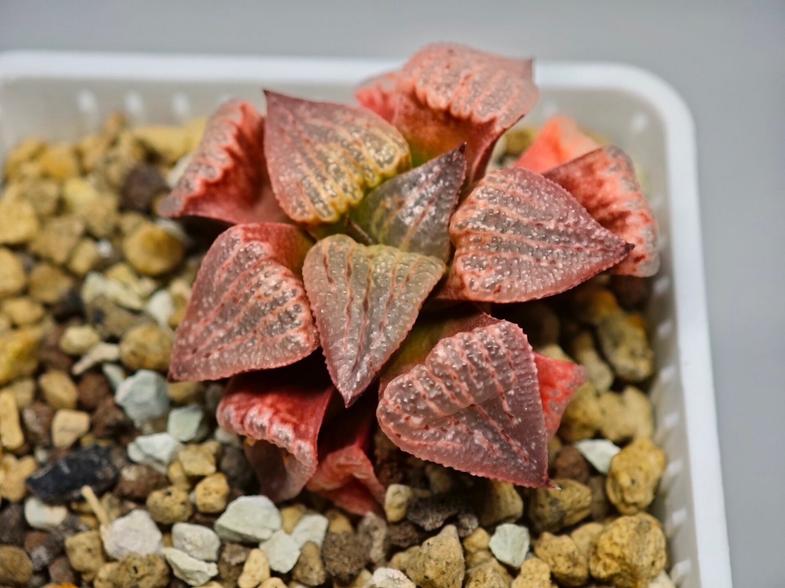 Haworthia Seedling Picta Zebra VDV 056 S08 - 9
