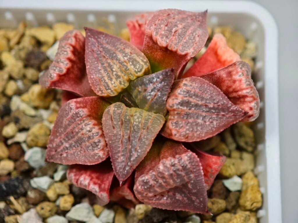 Home 2 Haworthia Seedling Picta Zebra VDV 056 S08 - 1