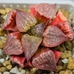 Haworthia Seedling Picta Zebra VDV 056 S08 - 1