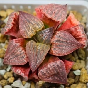 Haworthia Seedling Picta Zebra VDV 056 S08 - 1