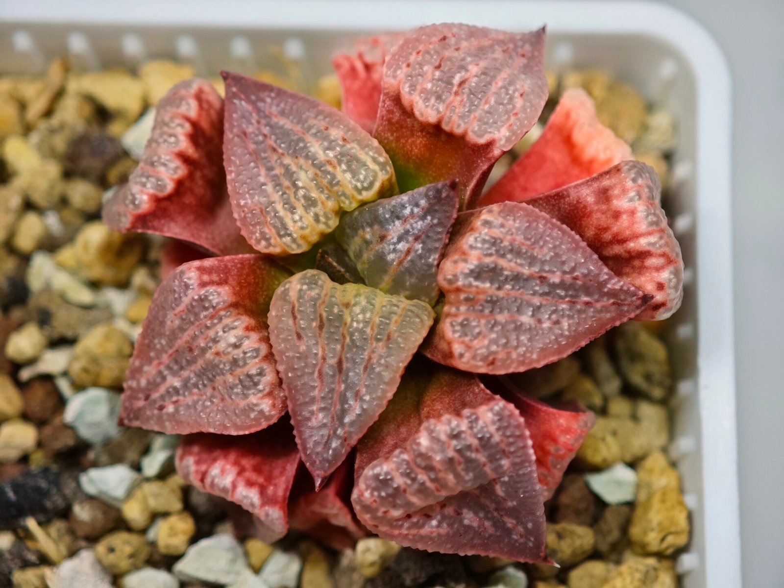 Haworthia Seedling Picta Zebra VDV 056 S08 - 1