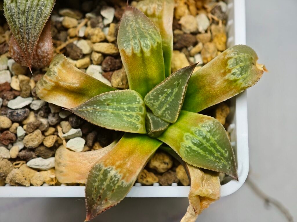 Home 1 Haworthia Seedling Picta S11 - 1