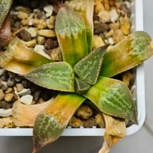 Haworthia Seedling Picta S11 - 1