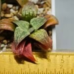 Haworthia Seedling S12 - 2