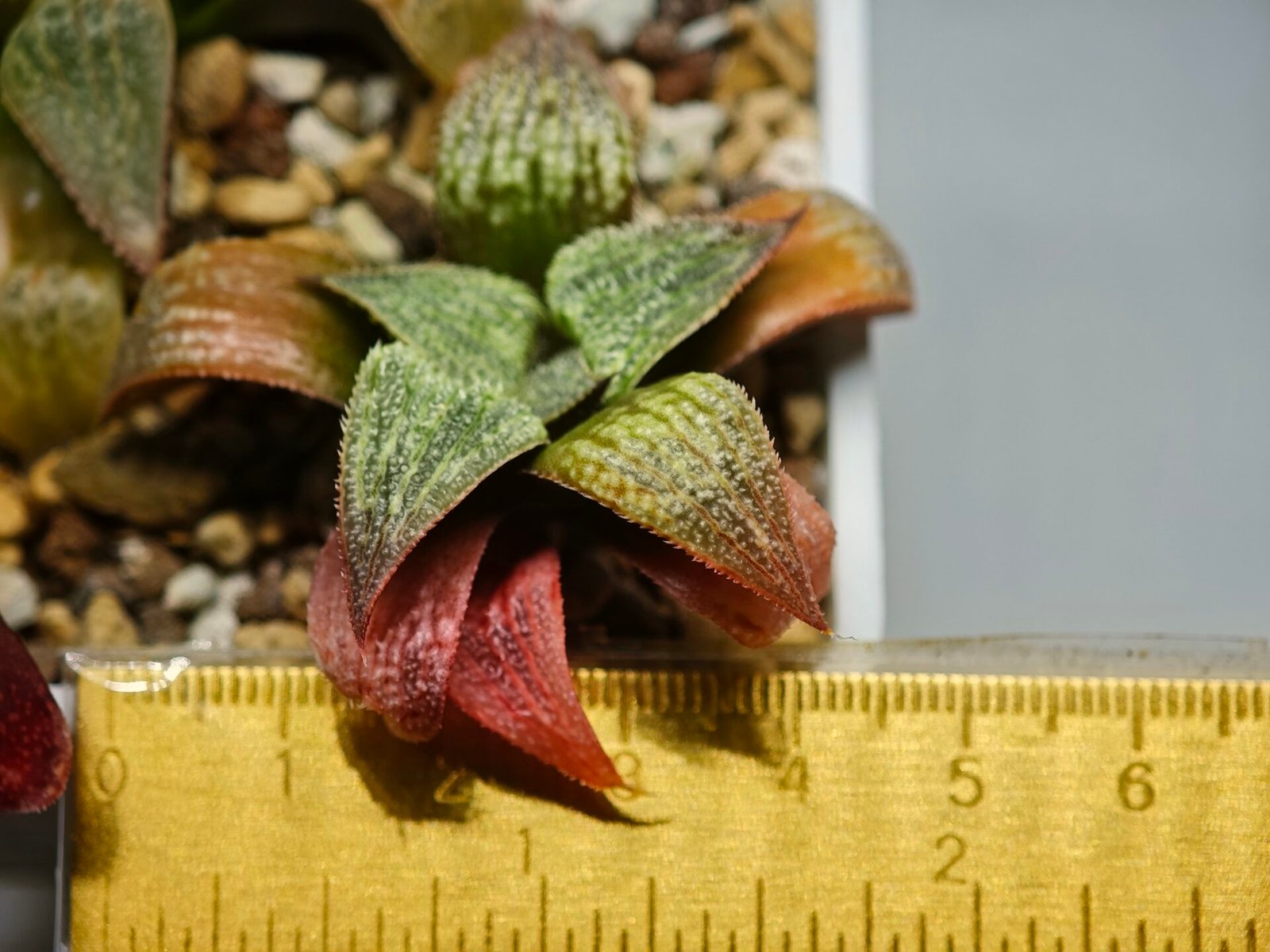 Haworthia Seedling S12 - 2