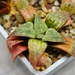 Haworthia Seedling S12 - 3