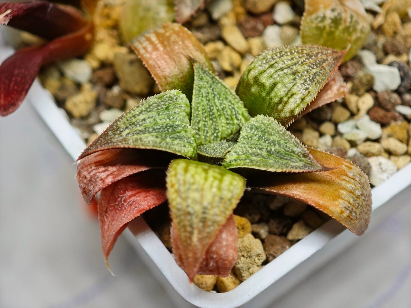 Haworthia Seedling S12 - 3