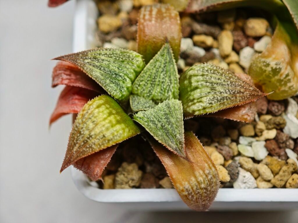 Haworthia Seedling S12 - 4