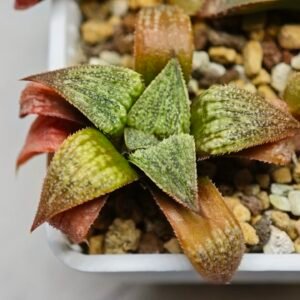 Haworthia Seedling S12 - 4