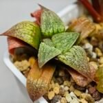 Haworthia Seedling S12 - 5