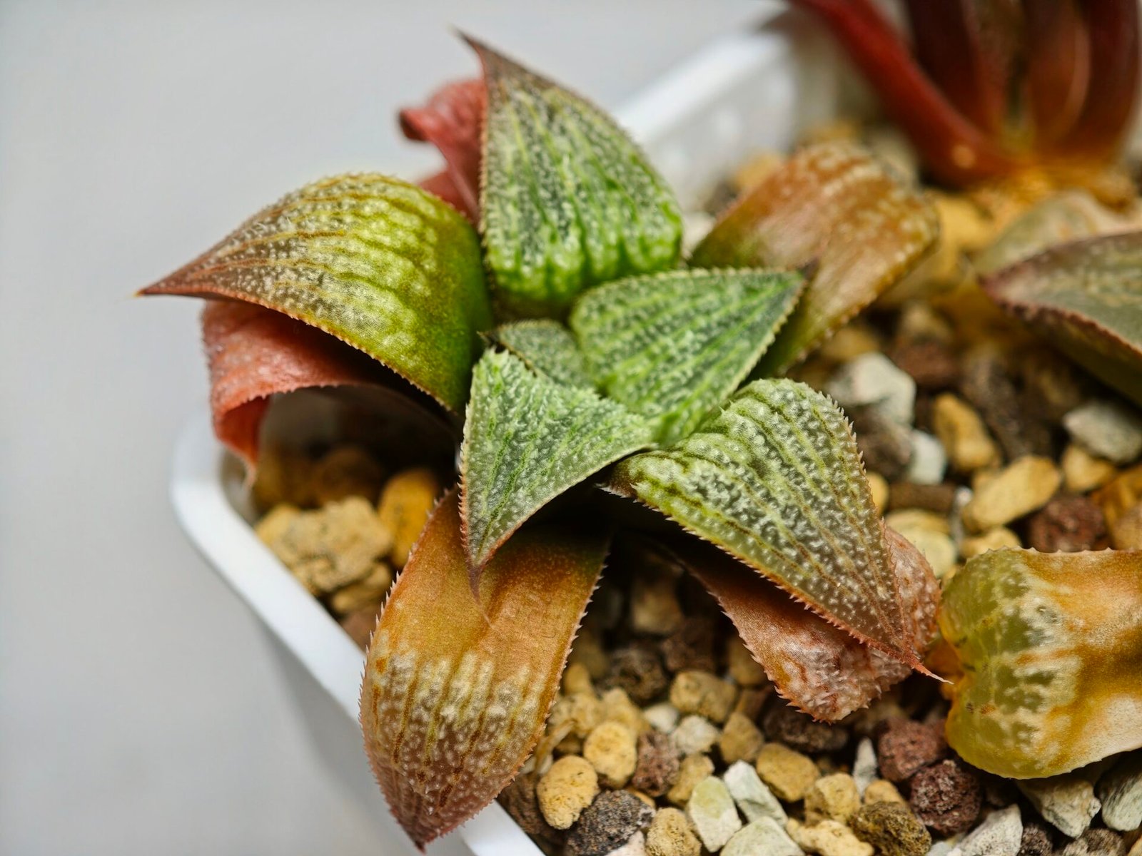 Haworthia Seedling S12 - 5