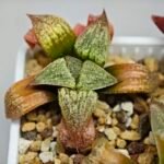Haworthia Seedling S12 - 6