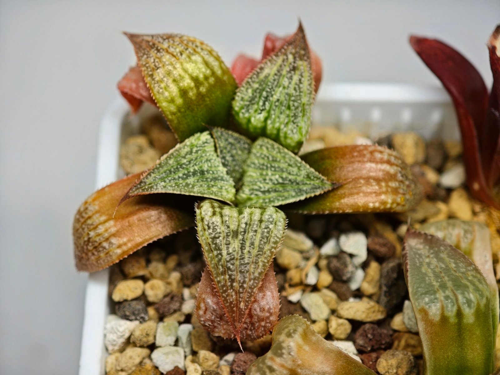 Haworthia Seedling S12 - 6