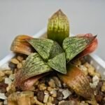 Haworthia Seedling S12 - 7