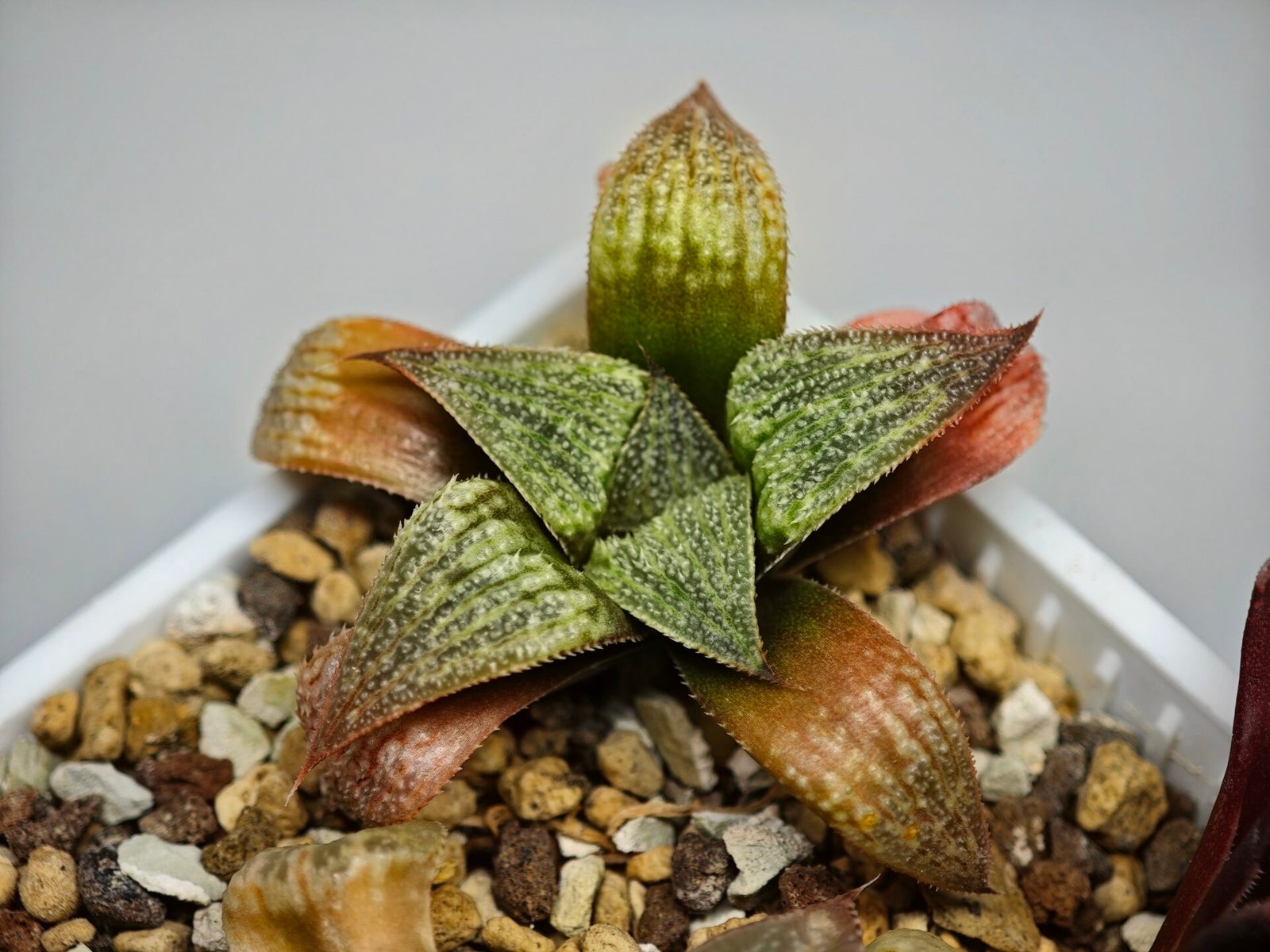 Haworthia Seedling S12 - 7