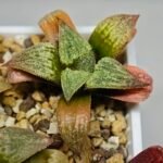 Haworthia Seedling S12 - 8