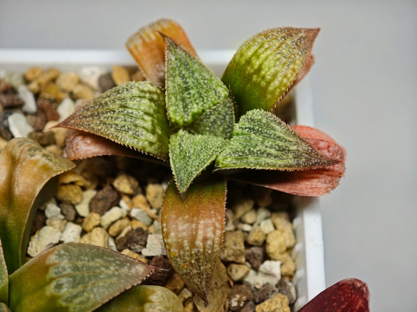 Haworthia Seedling S12 - 8