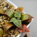 Haworthia Seedling S12 - 9