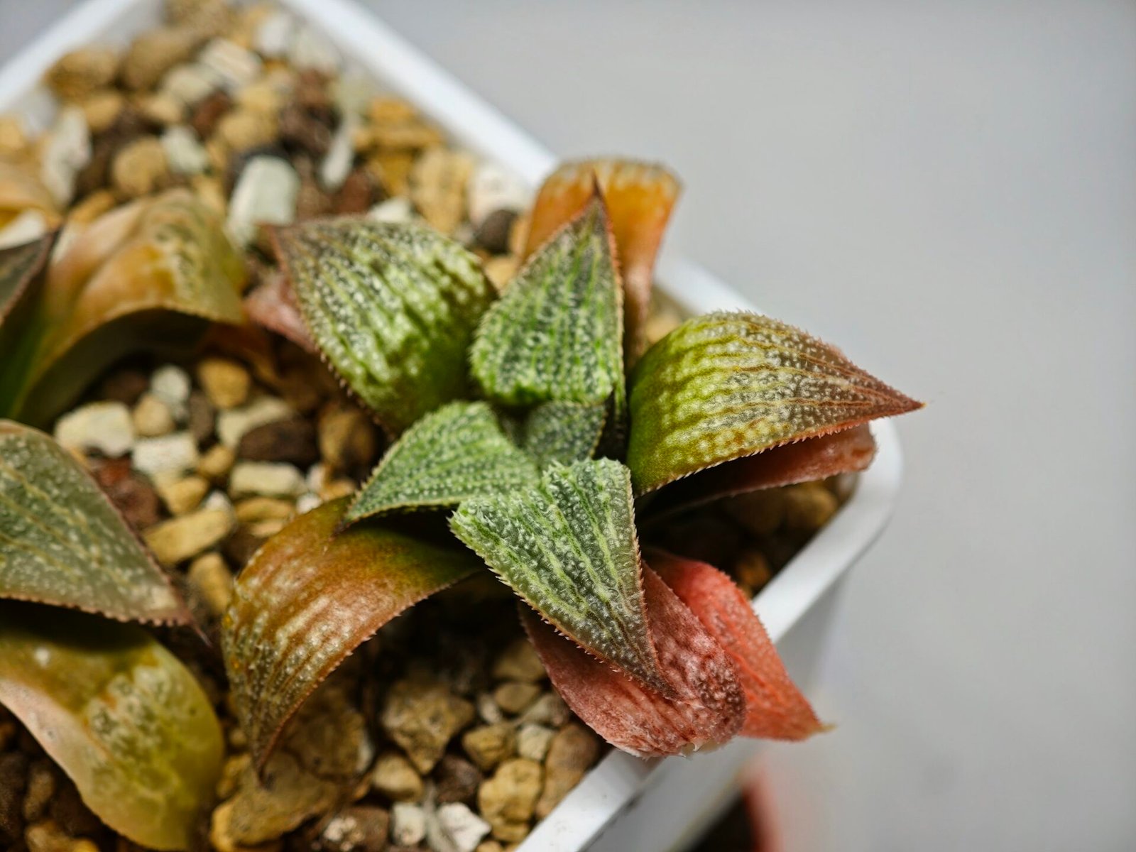 Haworthia Seedling S12 - 9