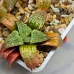 Haworthia Seedling S12 - 1