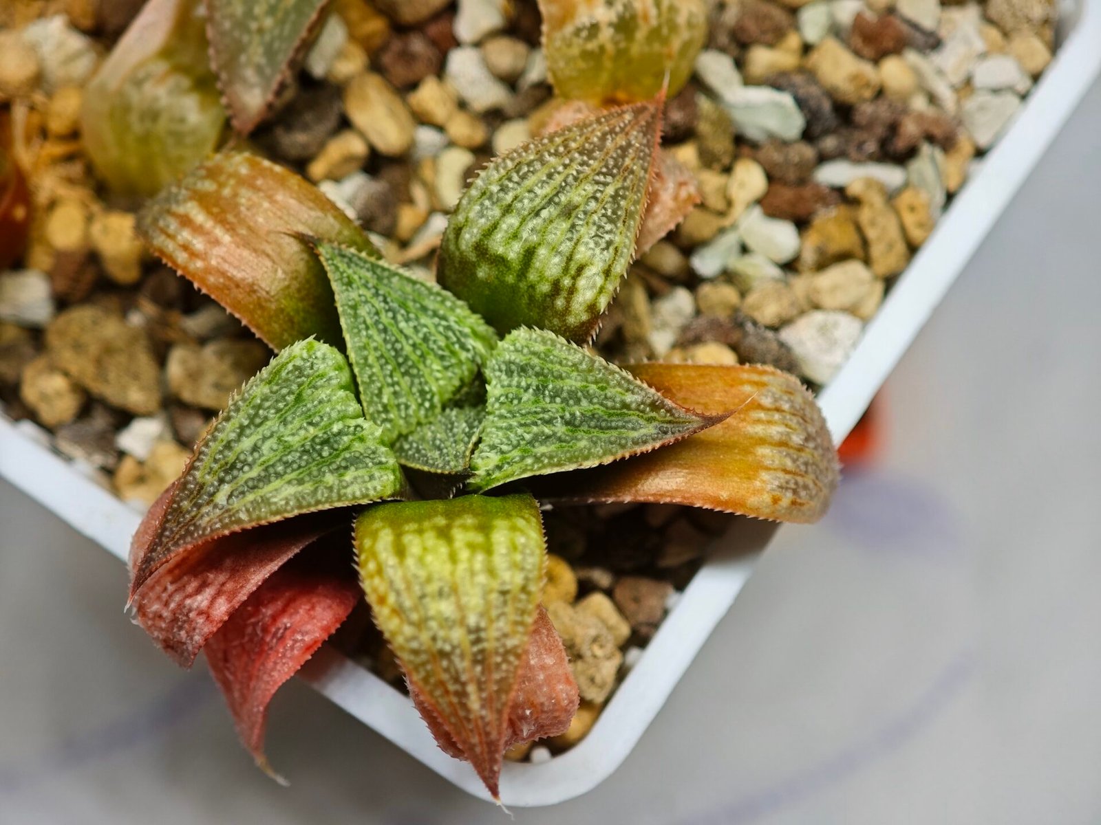 Haworthia Seedling S12 - 1