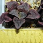 Haworthia Seedling S13 - 2