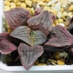 Haworthia Seedling S13 - 3