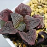 Haworthia Seedling S13 - 4