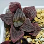 Haworthia Seedling S13 - 5