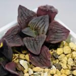 Haworthia Seedling S13 - 6