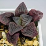 Haworthia Seedling S13 - 7
