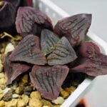 Haworthia Seedling S13 - 8