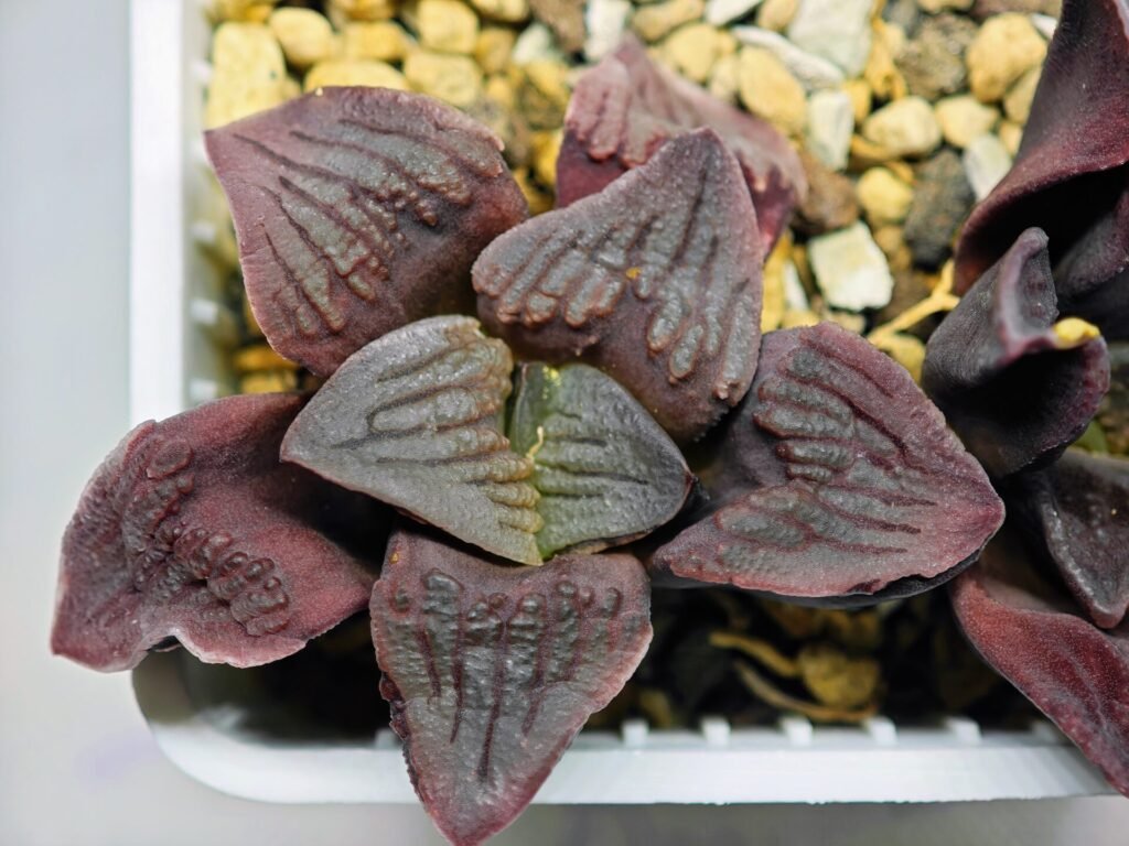 Haworthia Seedling S13 - 1