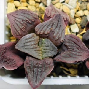 Haworthia Seedling S13 - 1