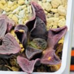 Haworthia Seedling S14 - 2
