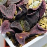 Haworthia Seedling S14 - 3