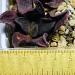 Haworthia Seedling S14 - 4