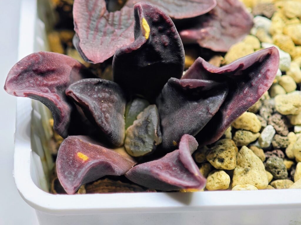 Haworthia Seedling S14 - 5