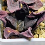 Haworthia Seedling S14 - 5