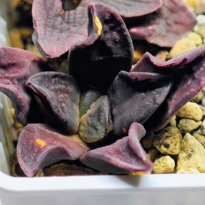 Haworthia Seedling S14 - 5