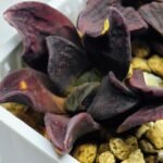 Haworthia Seedling S14 - 6