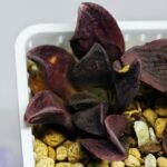 Haworthia Seedling S14 - 7
