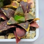 Haworthia Seedling S17 - 9