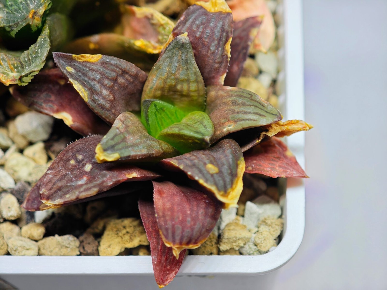 Haworthia Seedling S17 - 9