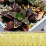 Haworthia Seedling S17 - 10