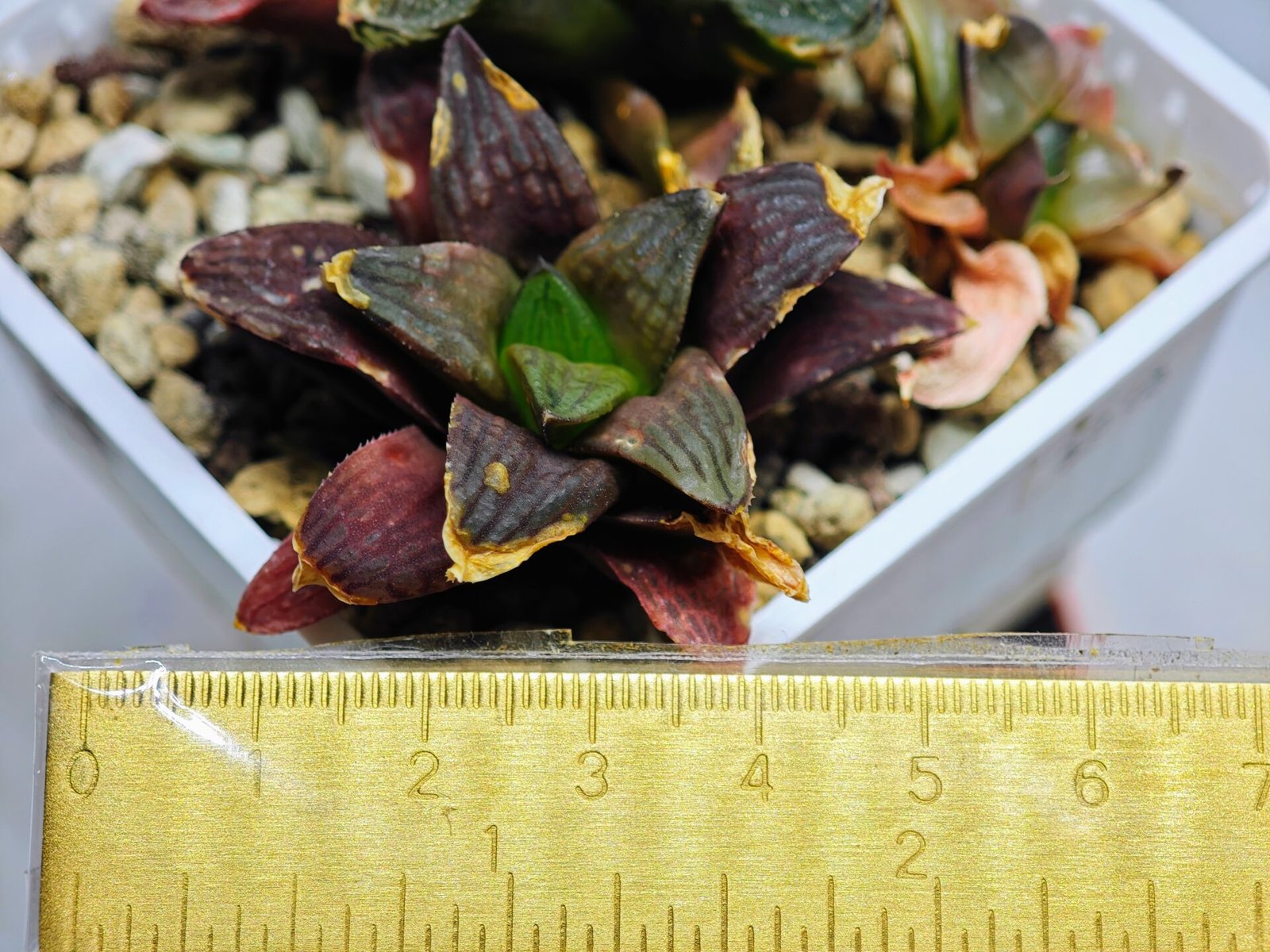 Haworthia Seedling S17 - 10
