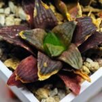 Haworthia Seedling S17 - 1