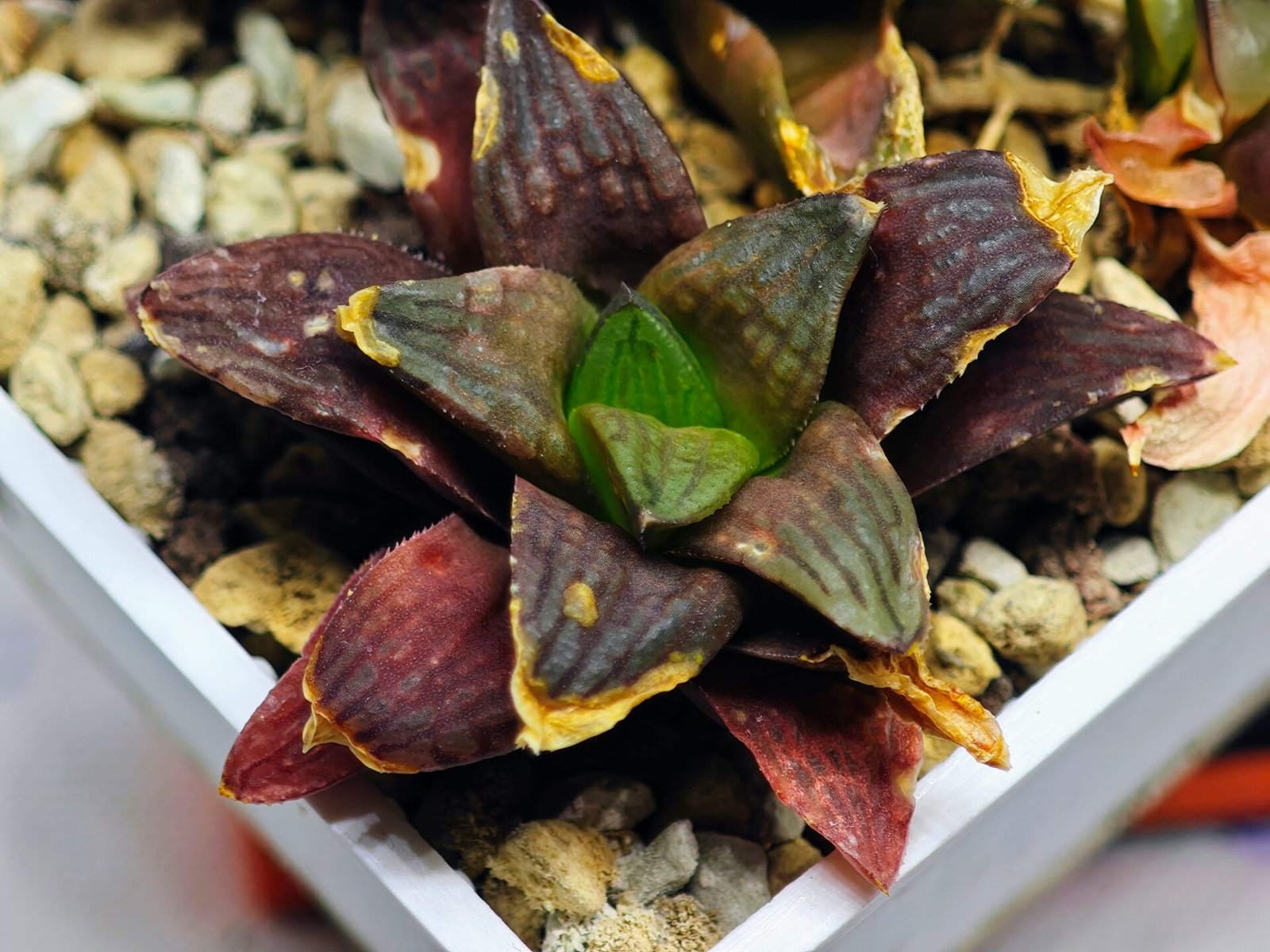 Haworthia Seedling S17 - 1