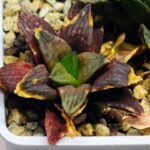 Haworthia Seedling S17 - 2